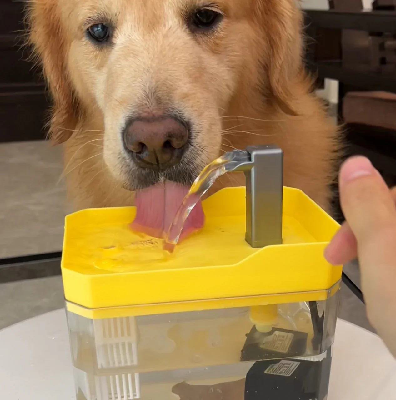 Pet Water Fountain