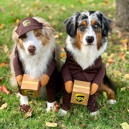 UPS Halloween Dog Costume