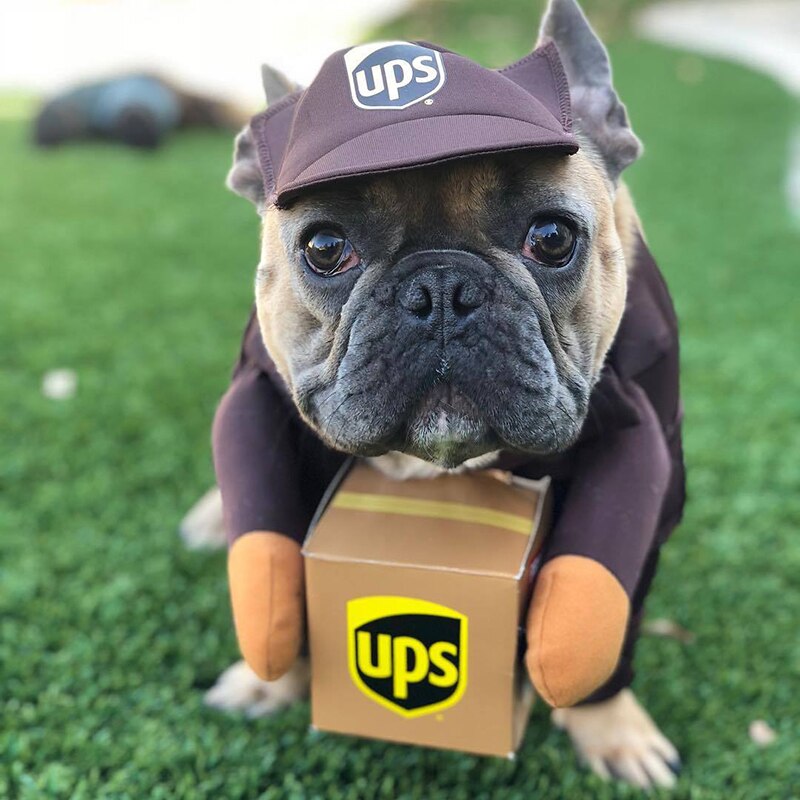 UPS Halloween Dog Costume