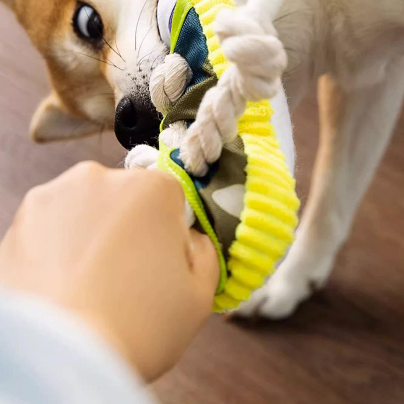 Shoe Squeaky Toy