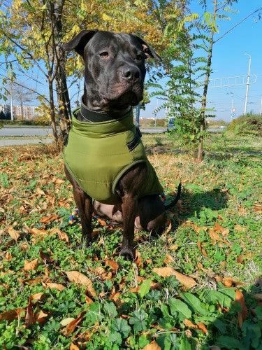 Dog winter jacket sales with harness