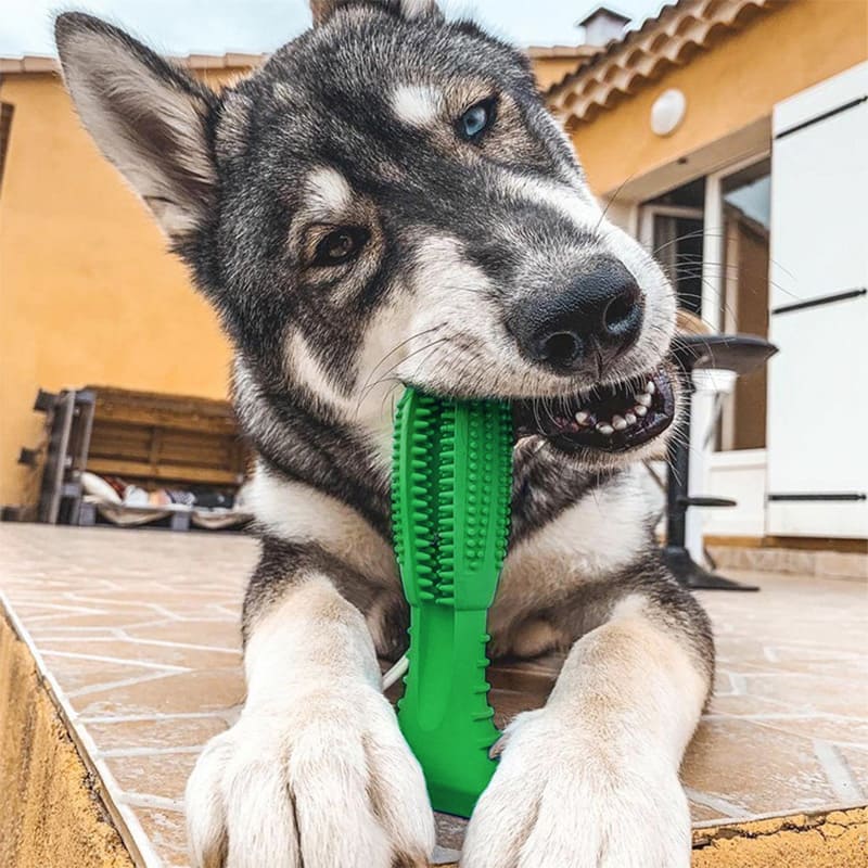 Dog with outlet toothbrush